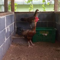 ไก่ชนพันธมิตร