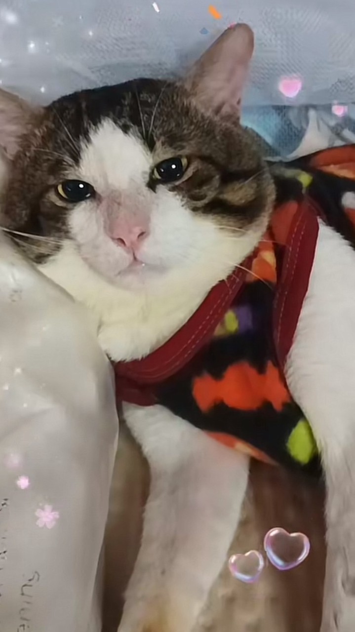 ด้อมลัคกี้แมวติดอ่าง ♥️😻