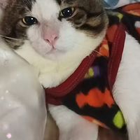ด้อมลัคกี้แมวติดอ่าง ♥️😻