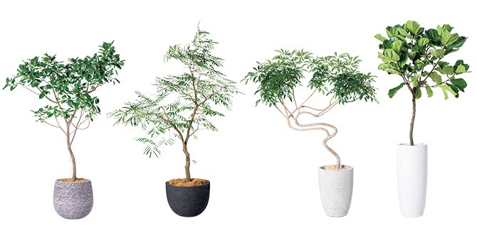 家の中に小さな森を 室内で育つ観葉植物のおすすめ品種 お洒落な配置のコツ