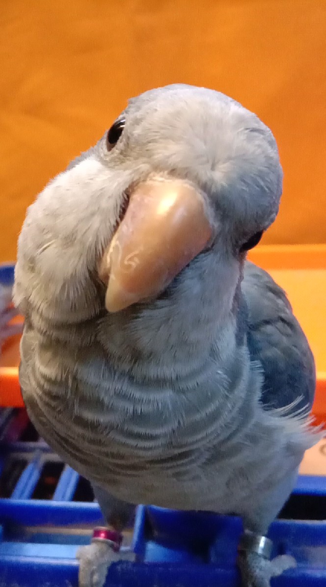 台中交流🐦鵡動人生🐦 中小型鸚鵡