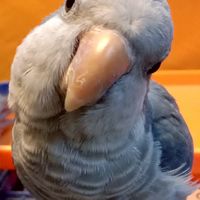 台中交流🐦鵡動人生🐦 中小型鸚鵡