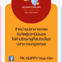 PK Guppy HuaHin