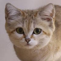 猫ちゃん大好き！