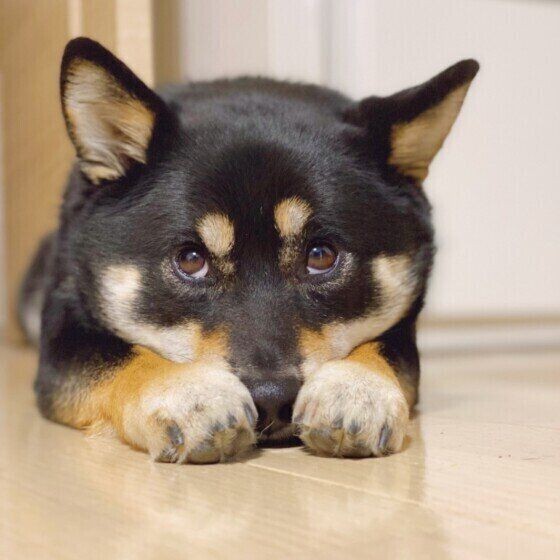 犬の体のスゴイ機能 いぬのきもちnews