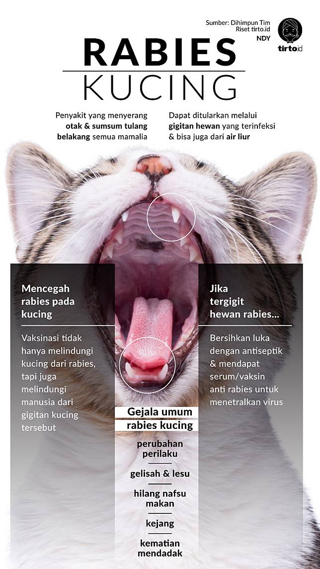 Benarkah kucing bisa datangkan rabies yang mematikan? - ANTARA 