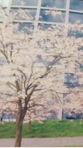 スリジエ帝華大（ブラックペアン、その他）