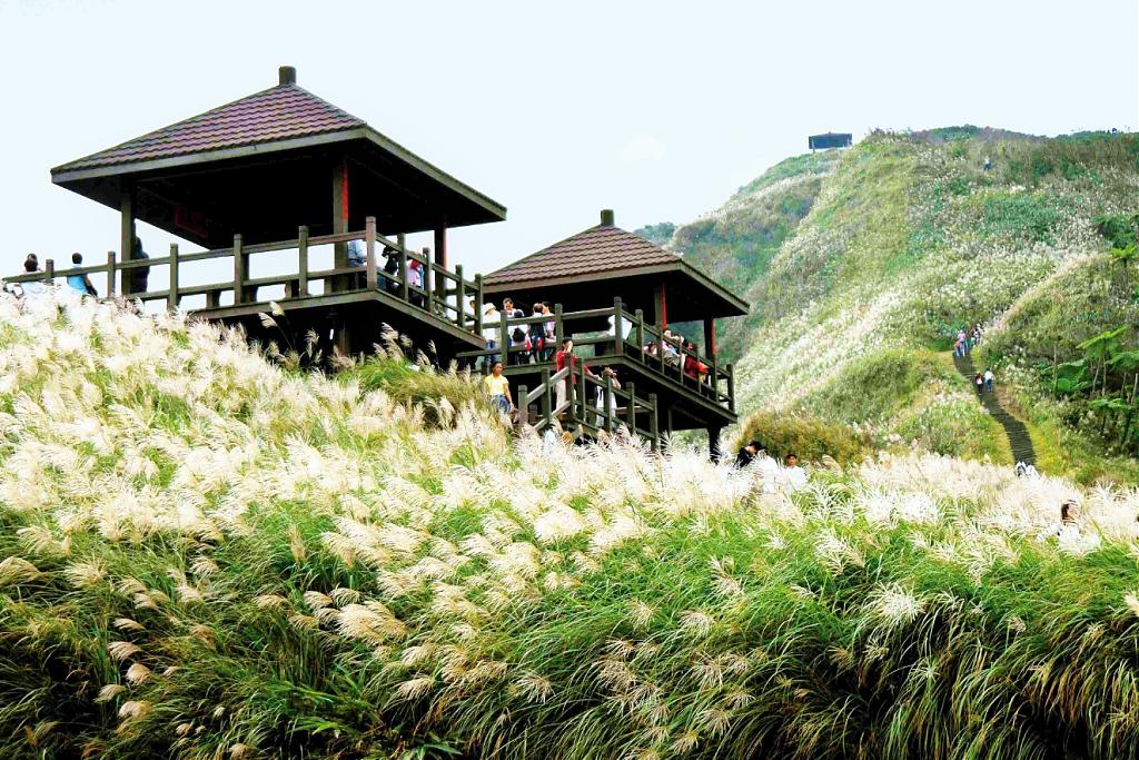 草嶺古道-芒花季