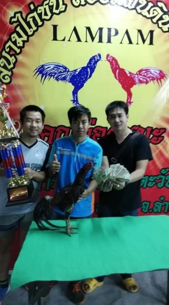 ซุ้ม ส.อินเตอร์ลำปาง ไก่ชนพม่าสายตี