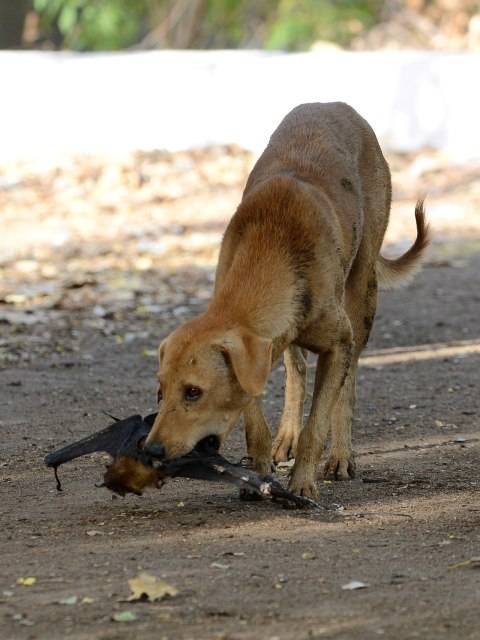 26++ Anak anjing kampung baru lahir download