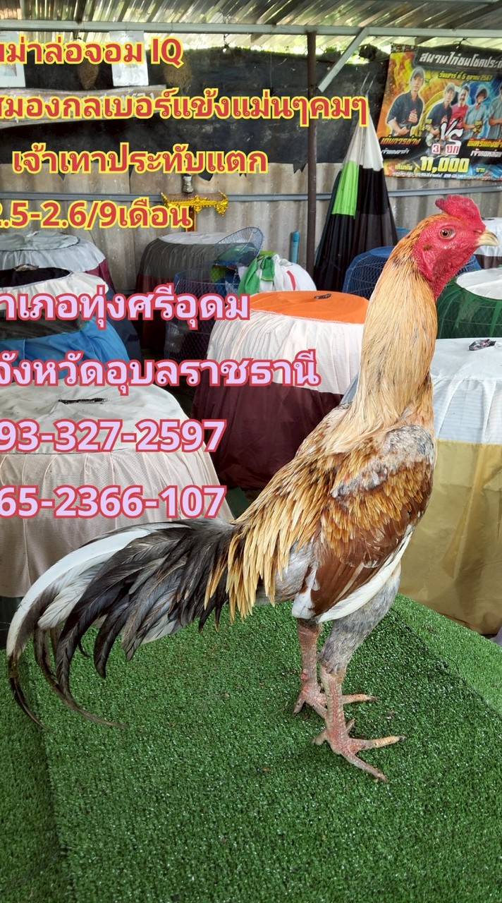 ซื้อขายไก่ชนทั่วประเทศไทยและประเทศเพื่อนบ้าน