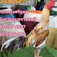 ซื้อขายไก่ชนทั่วประเทศไทยและประเทศเพื่อนบ้าน