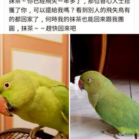飛鸚之家保護救援小隊🐦