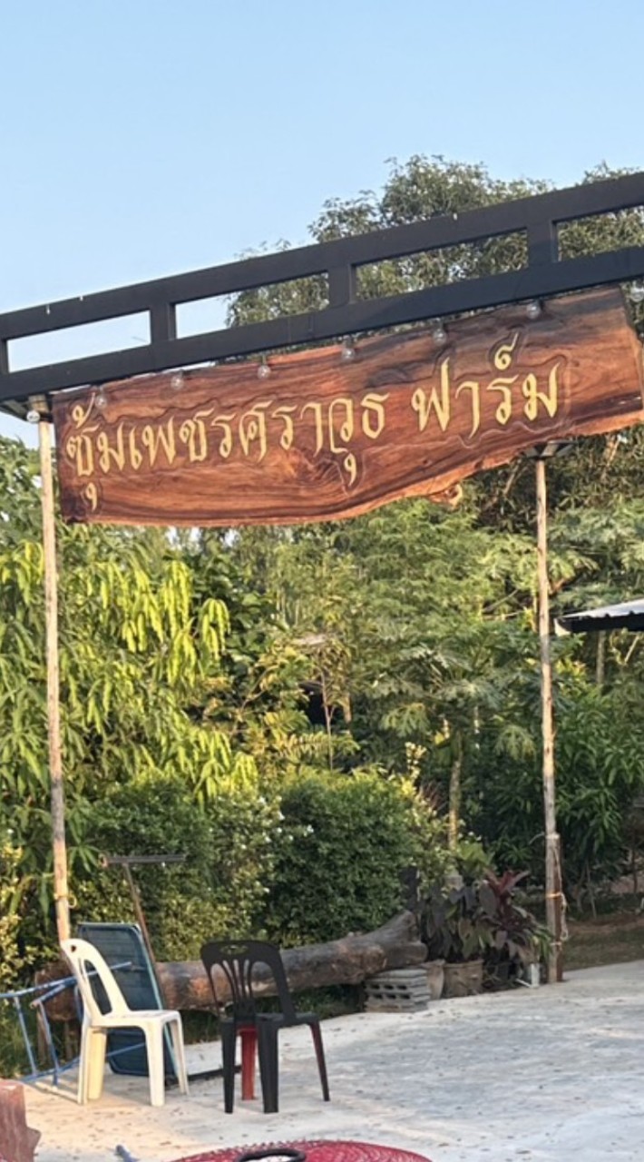 เพชรศราวุธ ควายไทยไก่ชน ฟาร์ม