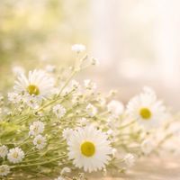 先着15名無料！5/17(日）20-21:30✨自分の本当の気持ちに気づける時間