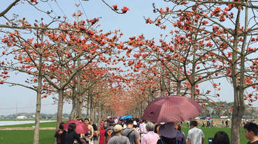 2018白河木棉花節 | 3/10~4/8系列假日花季攻略與交通一篇搞定！