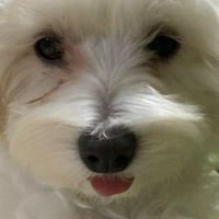 大人も子供もみんなで楽しむおぷちゃ