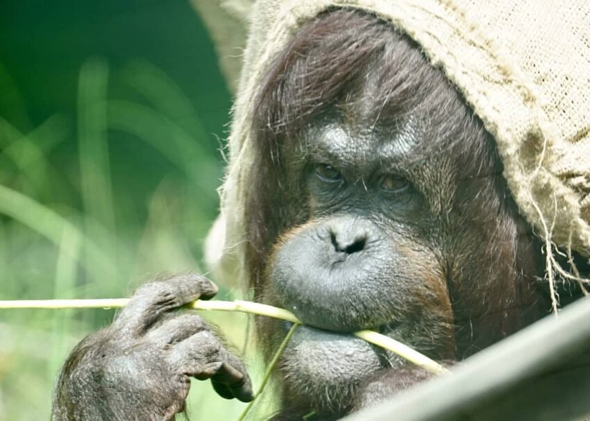 台北市,動物園,木柵動物園,臺北市立動物園,熊貓優惠,雙十八木,木柵,藝fun券店家,國旅券使用店家,台北市立動物園,台北動物園,新光證卷,動滋券使用店家,新光國小,貓熊,熊貓客服,農遊券使用店家,木柵美食,動物園門票,壽山動物園預約,企鵝英文,zoo,icash 2.0,2021動滋券使用店家,木柵動物園門票,國旅券使用店家查詢,台灣昆蟲館,熊貓優惠卷,熊貓客服電話,臺北市,taipei zoo,熊貓優惠券,藝fun券使用店家,動物英文,孟加拉貓,panda 優惠,壽山動物園門票,動滋券使用店家台中,動滋券店家,沙漠駱駝,伊貝特,台北木柵動物園,藝fun券使用店家查詢,7-11 啤酒,熊貓 優惠,新竹動物園門票,一木日,動物園營業時間,動滋券使用範圍,熊貓客服電話2022,台中動物園,國旅券官網,衛生棉 英文,2022動滋券使用店家,熊貓客服電話2021,台灣動物園,麥當勞營業時間,台北市動物園,熊猫,藝fun券買什麼,非洲小孩,實習生 英文,國旅券登記,新竹昆蟲館,木柵動物園營業時間,滿意寶寶集點,鴕鳥 英文,台北動物園門票,2021藝fun券店家,熊貓折扣,動滋券使用店家查詢,農遊券抽獎,藝fun券使用時間,熊貓關站,戀戀天湖,園遊會 英文,99峰動物園,昆蟲 英文,國旅券 餐券,夜間動物園,木柵動物園天氣即時影像,國旅券申請,螢火蟲 英文,教師節快樂英文,鸚鵡價格,生日優惠餐廳台北,禮拜一夜市,科工館門票,動物圖片,麥當勞 漲價,熊貓申請,投票幾點開始,7-11啤酒,壽星 英文,藝fun券餐廳,滿月圓門票,快樂鳥窩,動物園夜間,谷關天氣即時影像,國旅券吃飯,動滋券2021使用店家,國 旅券 使用 店家,麥當勞分享餐2022價格,sika,壽山動動園門票,打折 英文,國旅券使用限制,壽星優惠2022台北,10月,木柵動物園交通,木柵動物園停車場,木柵動物園停車,木柵動物園門票,木柵動物園營業時間,貓熊,無尾熊,企鵝,馬來貘,獅子,老虎,黑熊,長頸鹿,斑馬,鴕鳥,動物園地圖,木柵動物園地圖,臺北市立動物園地圖,台北市立動物園地圖,台北動物園地圖,