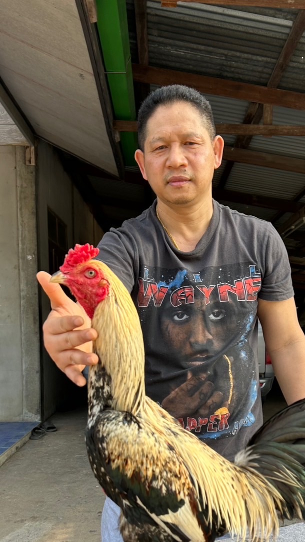 ไอ่หนุ่มนาดอน🐔(เพชรมณีฟาร์ม)