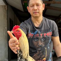 ไอ่หนุ่มนาดอน🐔(เพชรมณีฟาร์ม)