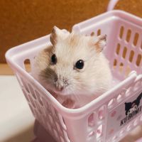 哇勒小鼠賣鋪