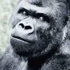 あかさたな