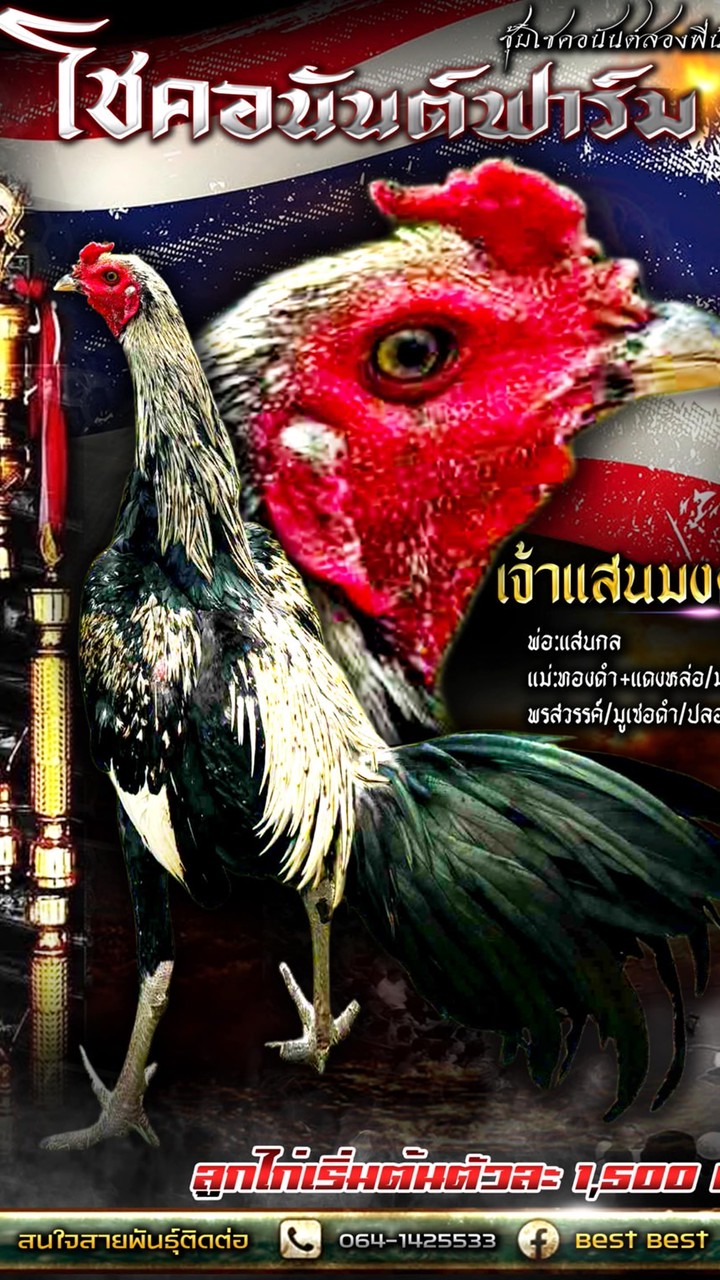 โชคอนันต์ฟาร์ม ไก่ชน🐔