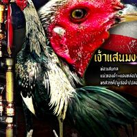 โชคอนันต์ฟาร์ม ไก่ชน🐔