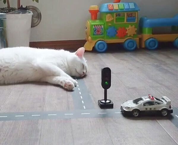 狭いところにフィットしたがる猫たち
