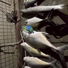 高雄釣點分享