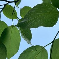 2026信義雙語夏令營第一梯次（4-5年級）
