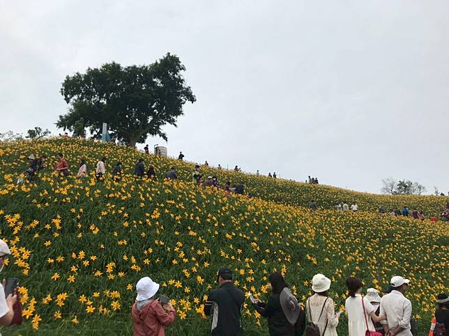 影 花壇金針花海賞花人潮大爆發少數遊客未戴口罩 Nownews 今日新聞 Line Today