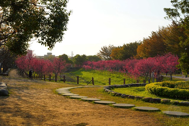 崴立機電櫻花公園