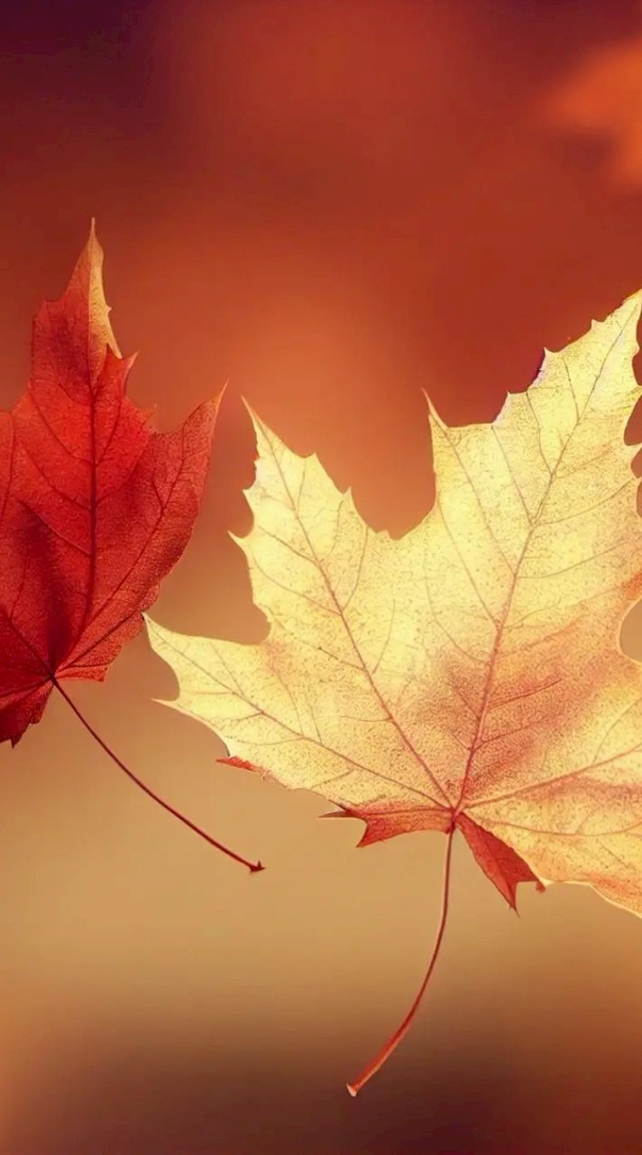 🍁MaMafia🍁