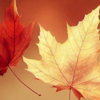 🍁MaMafia🍁