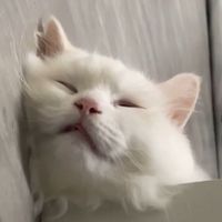 孤傲家族