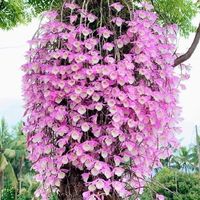นู๋รสา