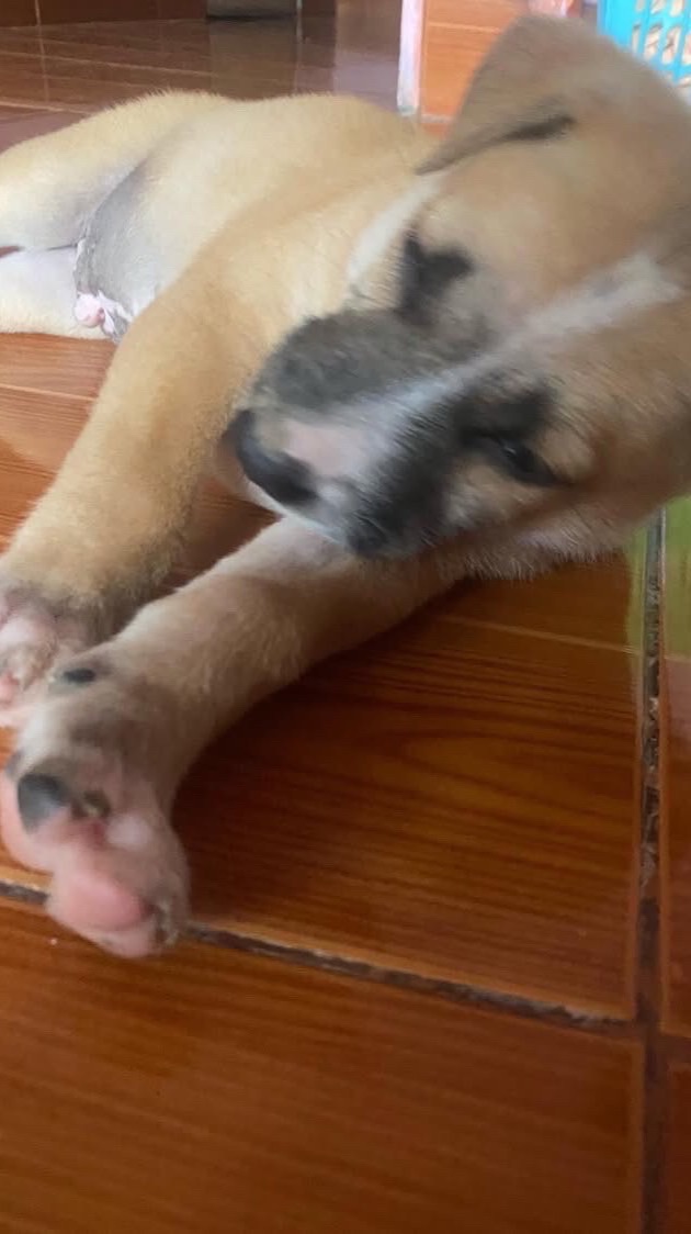 เฟอร์