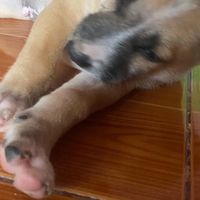 เฟอร์