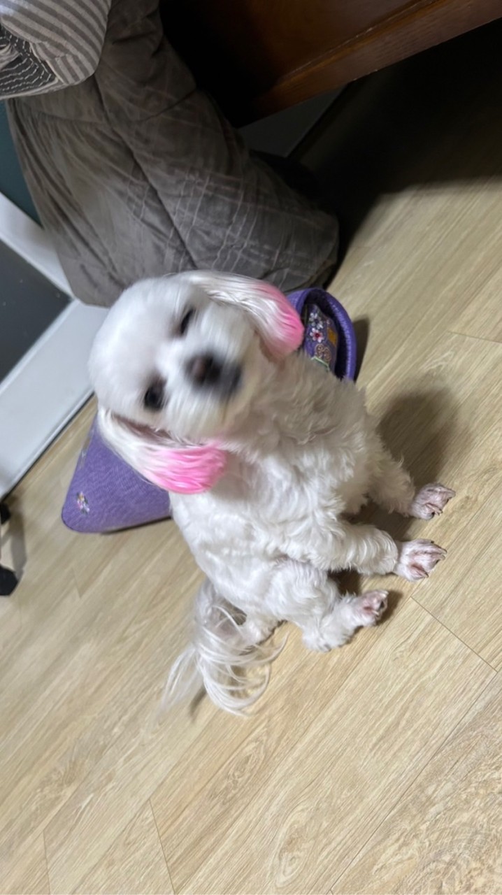 いねむりと天瀬の愉快な仲間たち