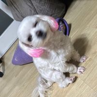 いねむりと天瀬の愉快な仲間たち