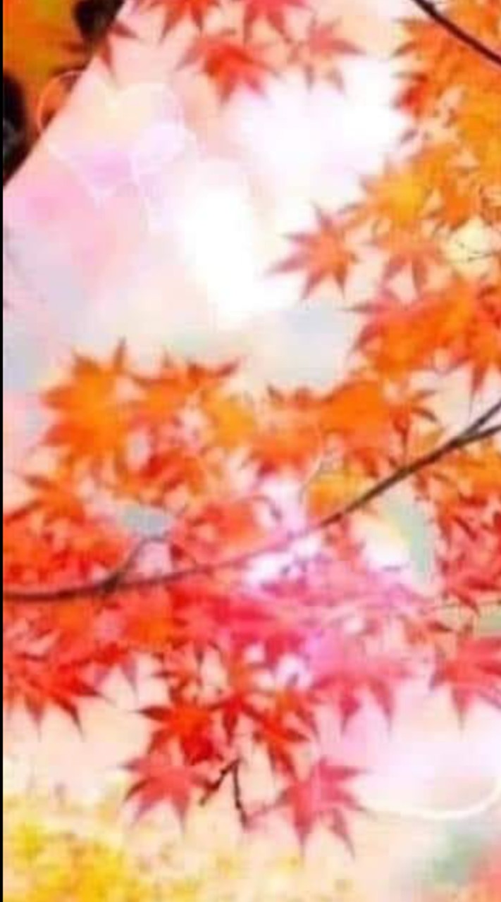 11/17.武陵農場-楓葉.銀杏變紅了！