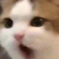 •-•
