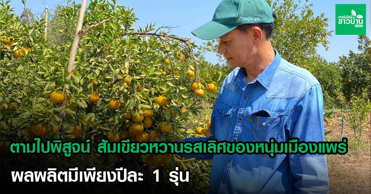 ตามไปพิสูจน์ ส้มเขียวหวานรสเลิศของหนุ่มเมืองแพร่ ผลผลิตมีเพียงปีละ 1 รุ่น |  เทคโนโลยีชาวบ้าน | Line Today