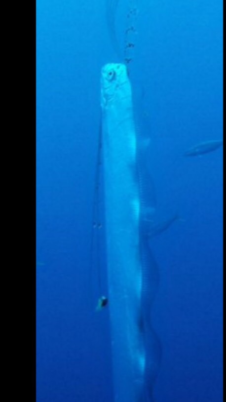 珍しい生き物何でも大図鑑のオープンチャット