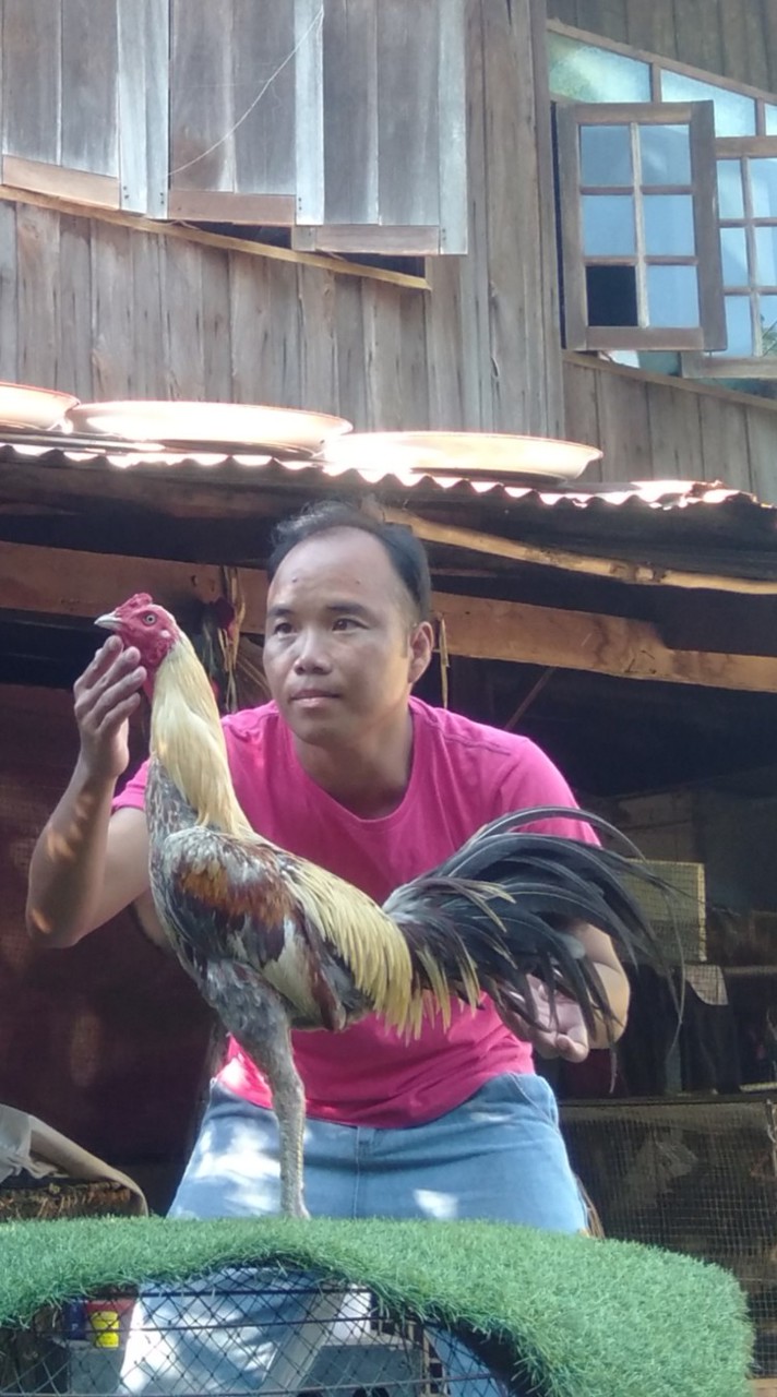 เฉิน ชินภัทรฟาร์มไก่ชน