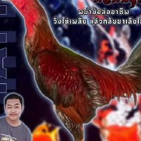 ซุ้มลูกดารา168