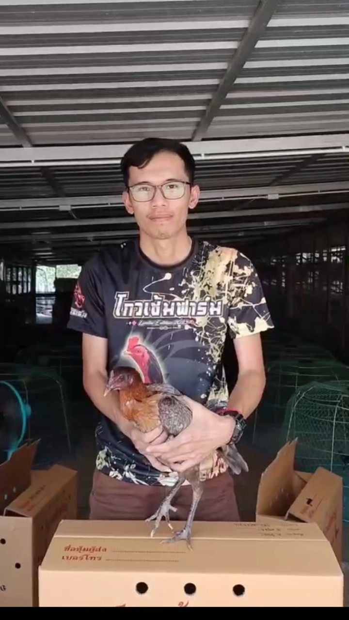 หนึ่งตองอู สายพันธุ์โกเซ็มฟาร์ม