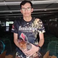 หนึ่งตองอู สายพันธุ์โกเซ็มฟาร์ม