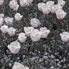 ゼロから始まるキスで　*  鬼滅緩ハント